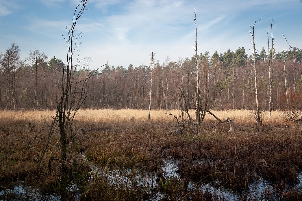 Mokradła w Katowicach mają kluczowe znaczenie dla jakości wody. Sprawdź, dlaczego ich ochrona to inwestycja w przyszłość miasta.